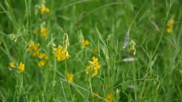 Rangschikking grasland wilde bloem in de weide. Beeldmateriaal statische camera schieten close-up. Lathyrus pratensis — Stockvideo