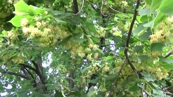 Linden blad och blommor med vinden blåser på nära håll. Tilia. — Stockvideo