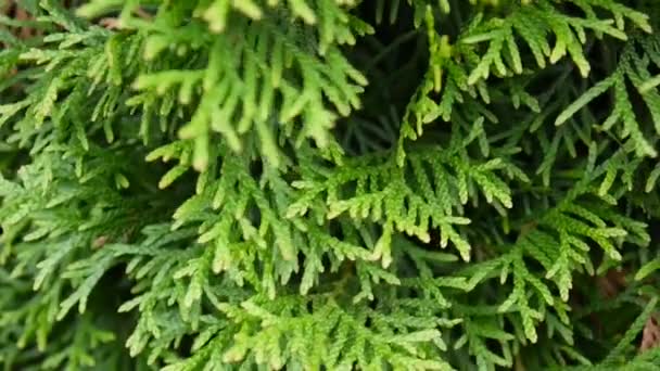 Fehér cédrus Thuja occidentalis ágak. Lövés statikus kamera HD videofelvétel. — Stock videók