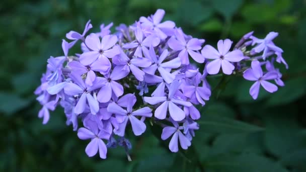 Azul Phlox flores en el lecho de flores primer plano de vídeo HD cámara estática — Vídeo de stock