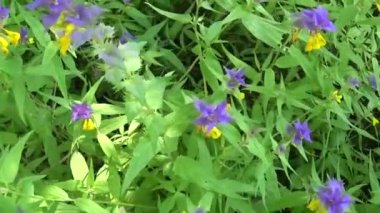 Kır çiçekleri ahşap inek. Yaz çayır Melampyrum nemorosum