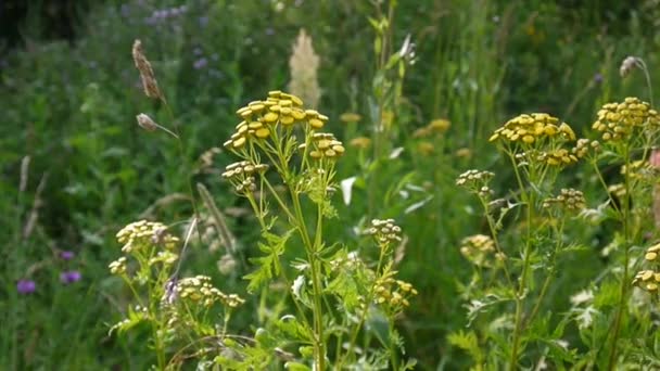 風 Hd 映像 - タンジー多年生草本の顕花植物のエゾヨモギギク オカダンゴムシ黄色の花低木の苦いゴールデン ボタン。静的なカメラ — ストック動画