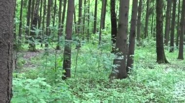 Ormandaki ağaçlar yatay Panoraması. Bozulmamış Hd Steadicam görüntüleri kullanarak video.