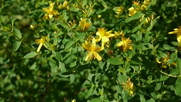 세인트 존스 wort, 필드에 꽃을 약용 식물. — 비디오