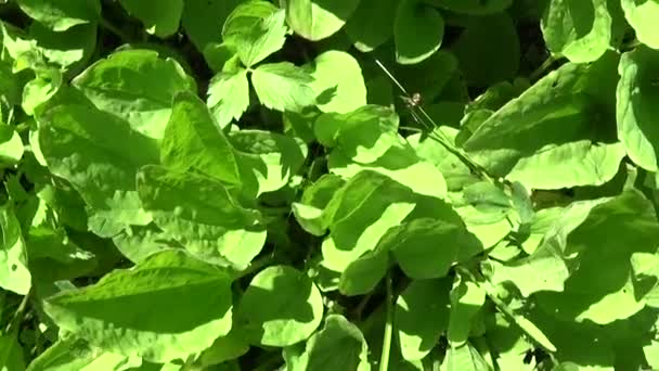 Plantago major green wild plant, plantain, medicinal plant. HD video footage shooting with steadicam. Slow motion panorama of vibrant leafs close up. — Stock Video
