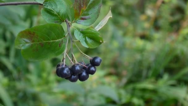 Aronia melanocarpa, ripe aronia berries on the branch — Stock Footage Aronia melanocarpa, ripe aronia berries on the branch Royalty Free Stock Video