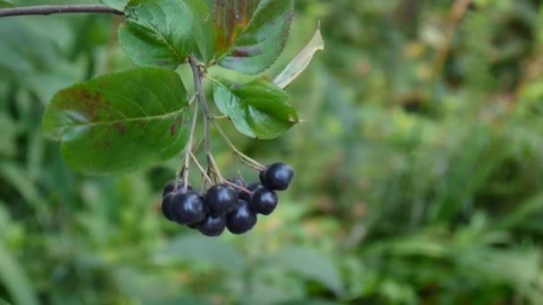 Aronia melanocarpa, aronia rijpe bessen op de tak — Stockvideo