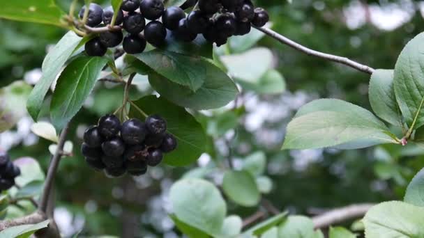Aronia melanocarpa, aronia dojrzałe jagody na gałęzi — Wideo stockowe