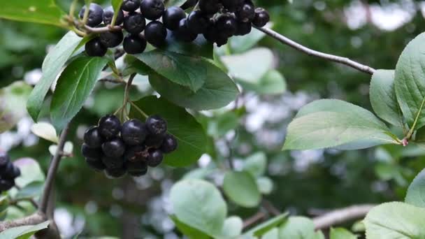 Aronia melanocarpa, aronia rijpe bessen op de tak — Stockvideo