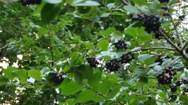 Aronia melanocarpa, baies d'aronia mûres sur la branche — Video