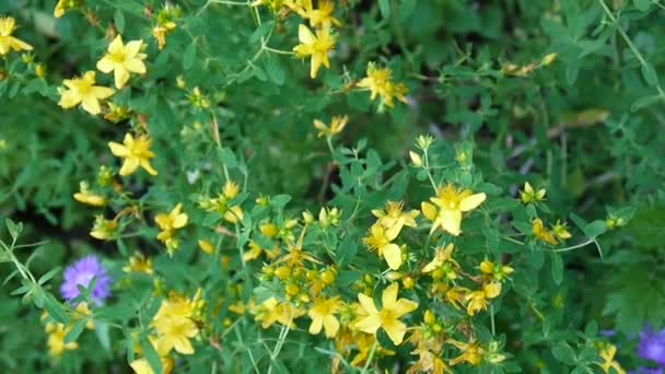 St Johns brzeczki, roślina lecznicza z kwiatem w polu. — Wideo stockowe