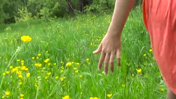 Meadow grass close up panorama slow motion using steadicam. The camera movement. — Stock Video