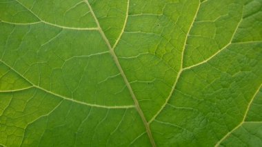 Dulavratotu yaprağı makro. Arctium. HD video.