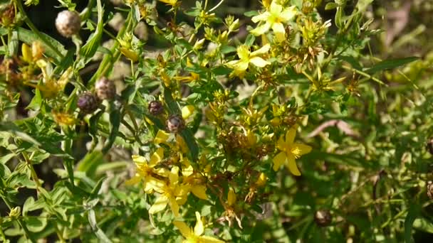 St Johns wort, tıbbi bitki çiçek alanında. — Stok video