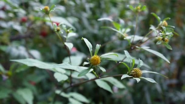 Bidens tripartita. Medicinal plant of Europe. Video footage static camera. — Stock Video