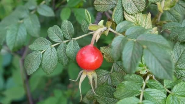 Rosa fruta baya en rama verde movimiento de primer plano en el viento de otoño . — Vídeo de stock