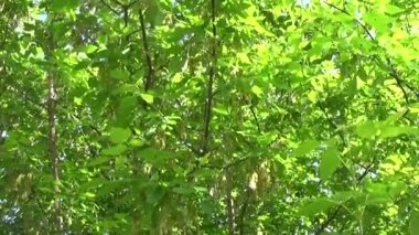 Kül ağaç çiçek ve meyve. Rüzgarda fraxinus exelsior ağacının dalları. Statik fotoğraf makinesinin çekim video Hd.