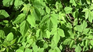 Kül ağaç dalları Rüzgar fraxinus exelsior ağacı. Statik fotoğraf makinesinin çekim video Hd.