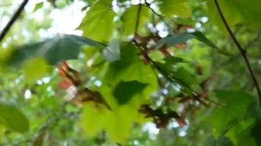 Tohumlar üzerinde rüzgar ile akçaağaç dalı. Acer platanoides. HD video görüntüleri statik kamera çekim..