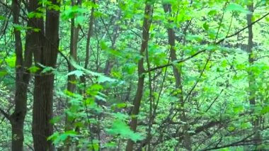 Parkta trail. Düz ve yatay panoramik cam çekim yavaş. Bahar temiz ve parlak günışığında.