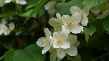 Turuncu rüzgarda çiçeklenme yakın çekim alay. video çekim sabit kamera. Philadelphus.