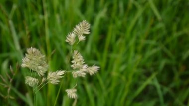 Ayrığı Dactylis glomerata alanında.