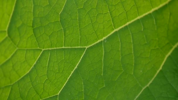 Burdock leaf macro. Arctium. HD video. — Stock Video