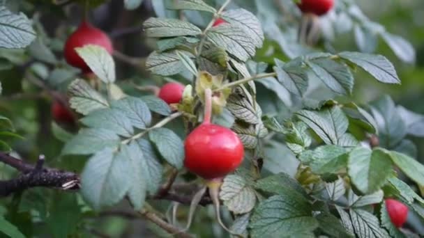 Плодовые ягоды розы на зеленой ветке крупным планом движутся осенним ветром . — стоковое видео