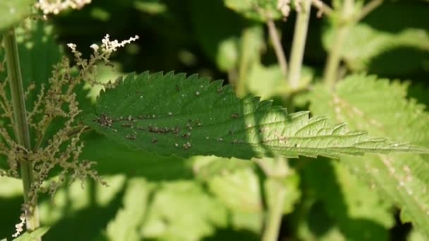 Неттл на ветру. Urtica dioica. Статическая камера . — стоковое видео