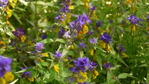 Flores silvestres vaca de madera de cerca. Melampyrum nemorosum en el prado de verano — Vídeos de Stock