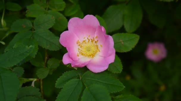 Pink flower wild rose closeup. Video footage by a static camera. — Stock Video