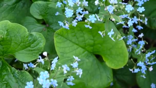 Nefelejcs erdő kék virág. Boraginaceae. Myos tis. Statikus kamera forgatás. — Stock videók
