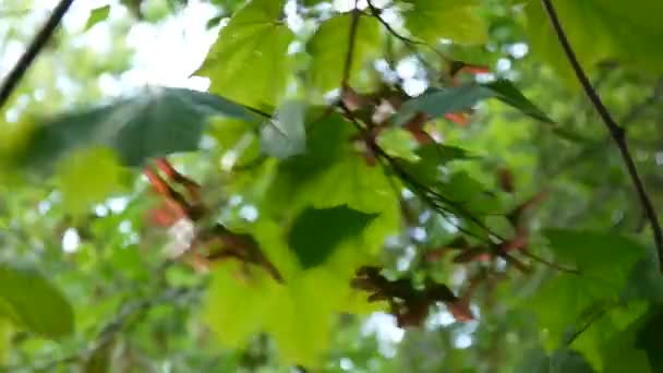 Ramo de bordo com sementes no vento. Acer platanoides. Filmagem de vídeo em HD de câmera estática . — Vídeo de Stock