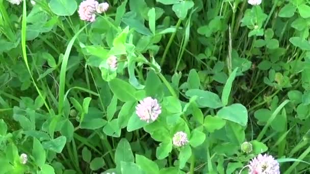 Meadow grass pink clover flowers panorama using steadicam. Video footage motion camera. — Stock Video