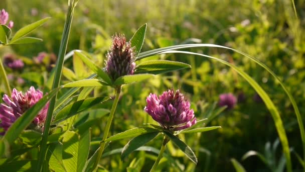 El trébol florece en el campo en verano. Medio de trifolio . — Vídeos de Stock