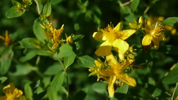 Hierba de San Juan, planta medicinal con flor en el campo . — Vídeos de Stock