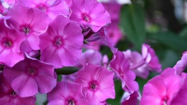 Güzel pembe phlox önümüzdeki portre. HD video statric kamera