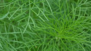 Güzel cosmos yeşil yapraklar üzerinde flowerbed. Yakın çekim