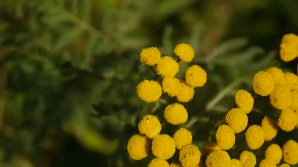 Bittergoldene Knöpfe von Tanacetum vulgare gelber Blütenstrauch am Wind - eine mehrjährige krautige Staude. Statische Kamera — Stockvideo