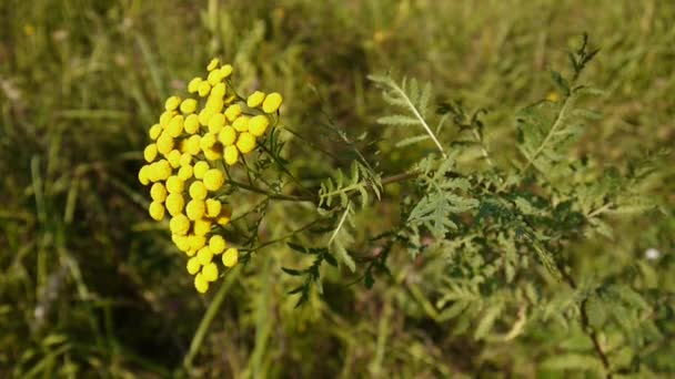 Bitter golden buttons of Tanacetum vulgare yellow flower shrub on the wind HD footage - Tansy perennial herbaceous flowering plant. Static camera — Stock Video