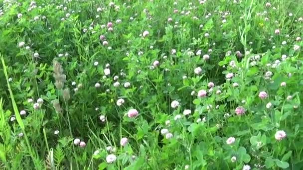 Panorama d'herbe de prairie en utilisant steadicam. Le mouvement de la caméra . — Video