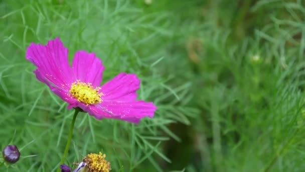 Vackra kosmos blommor på blomsterrabatten. Närbild — Stockvideo