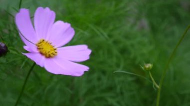 Güzel kozmos çiçekleri flowerbed. Yakın çekim