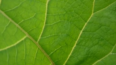 Dulavratotu yaprağı makro. Arctium. HD video.