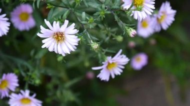 Aster çok yıllık. Flowerbed mor çiçek.