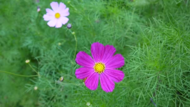 Beautiful cosmos flowers on the flowerbed — Stock Video