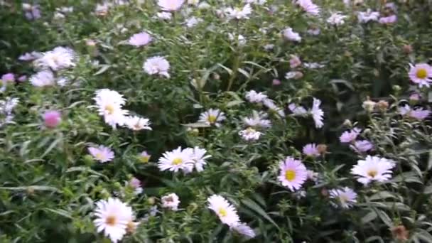 Aster perene. Flor roxa no canteiro de flores . — Vídeo de Stock