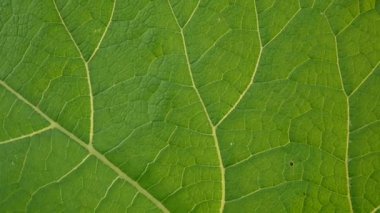 Dulavratotu yaprağı makro. Arctium. HD video.