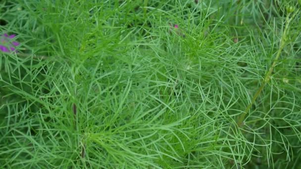 Lindas folhas verdes cosmos no canteiro de flores. Fechar — Vídeo de Stock