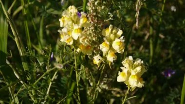 Linaria vulgaris. Ülke alanına kır çiçekleri. HD video görüntüleri statik kamera